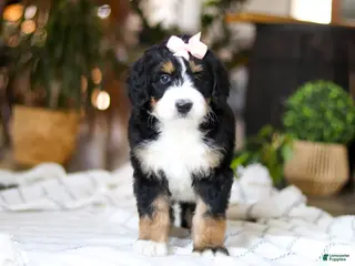 Bernedoodle dogs Paddie - Ad 21