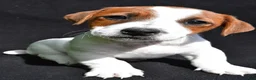 Jack Russell Terrier dogs for sale: Leo - Ad 2