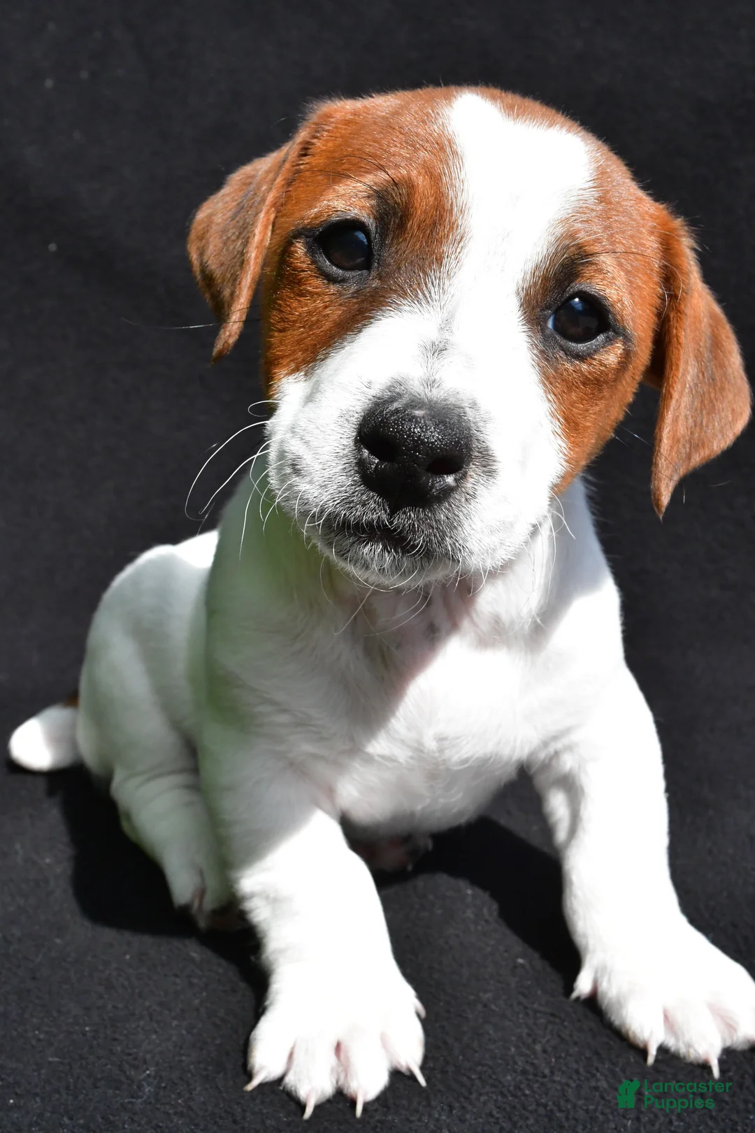 Jack Russell Terrier dogs for sale: Leo - Ad 2