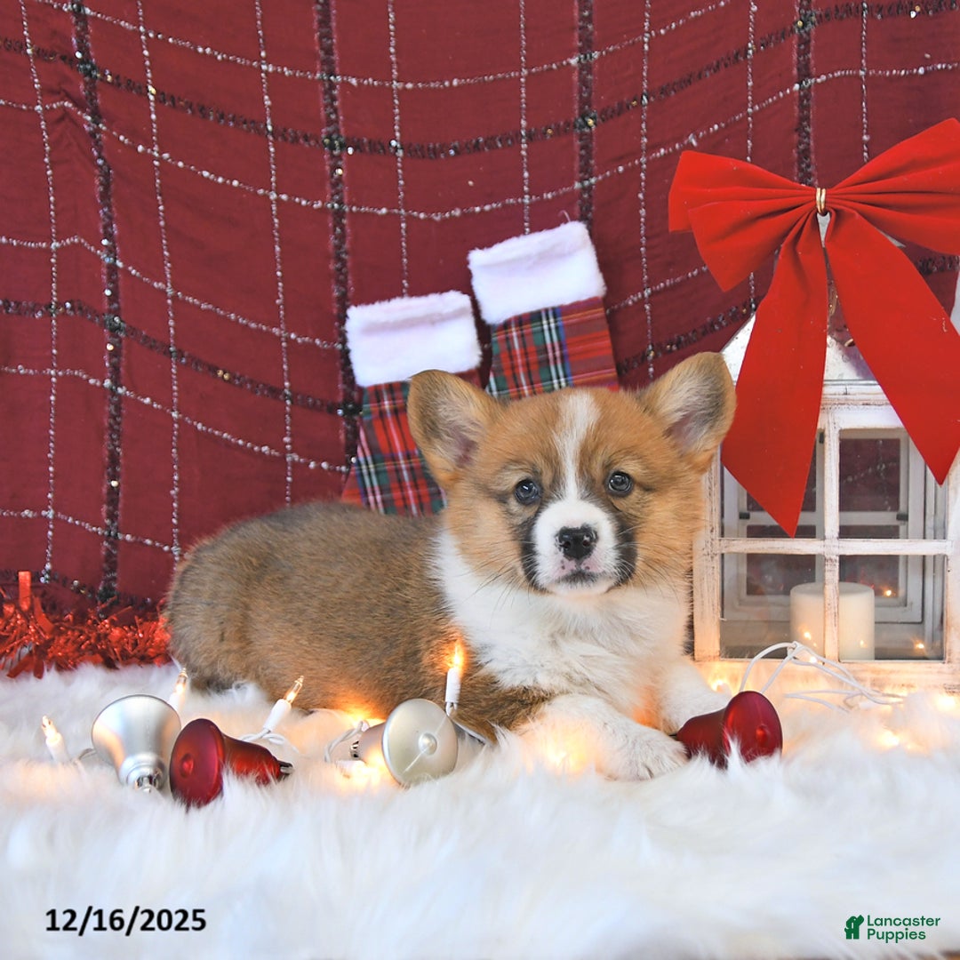 Welsh Corgi Pembroke dogs for sale: Oxie - Ad 2