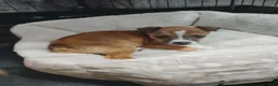 Chihuahua dogs for sale: Freda (teacup) - Ad 3