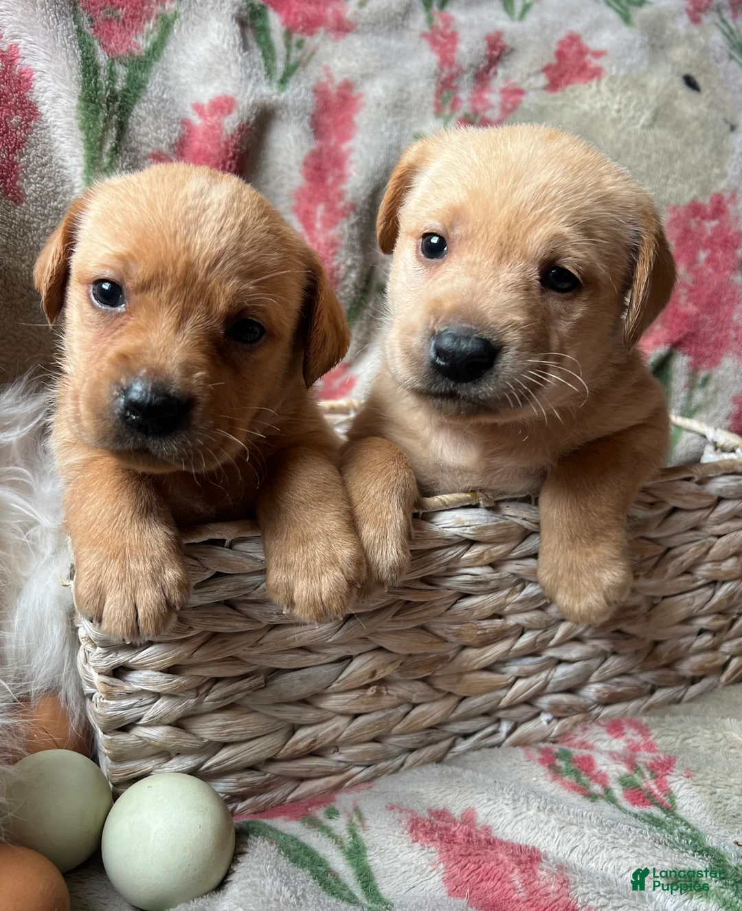 Labrador Retriever dogs for sale: Magnolia - Ad 2