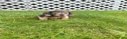 Miniature Dachshund dogs for sale: Toby - Ad 7