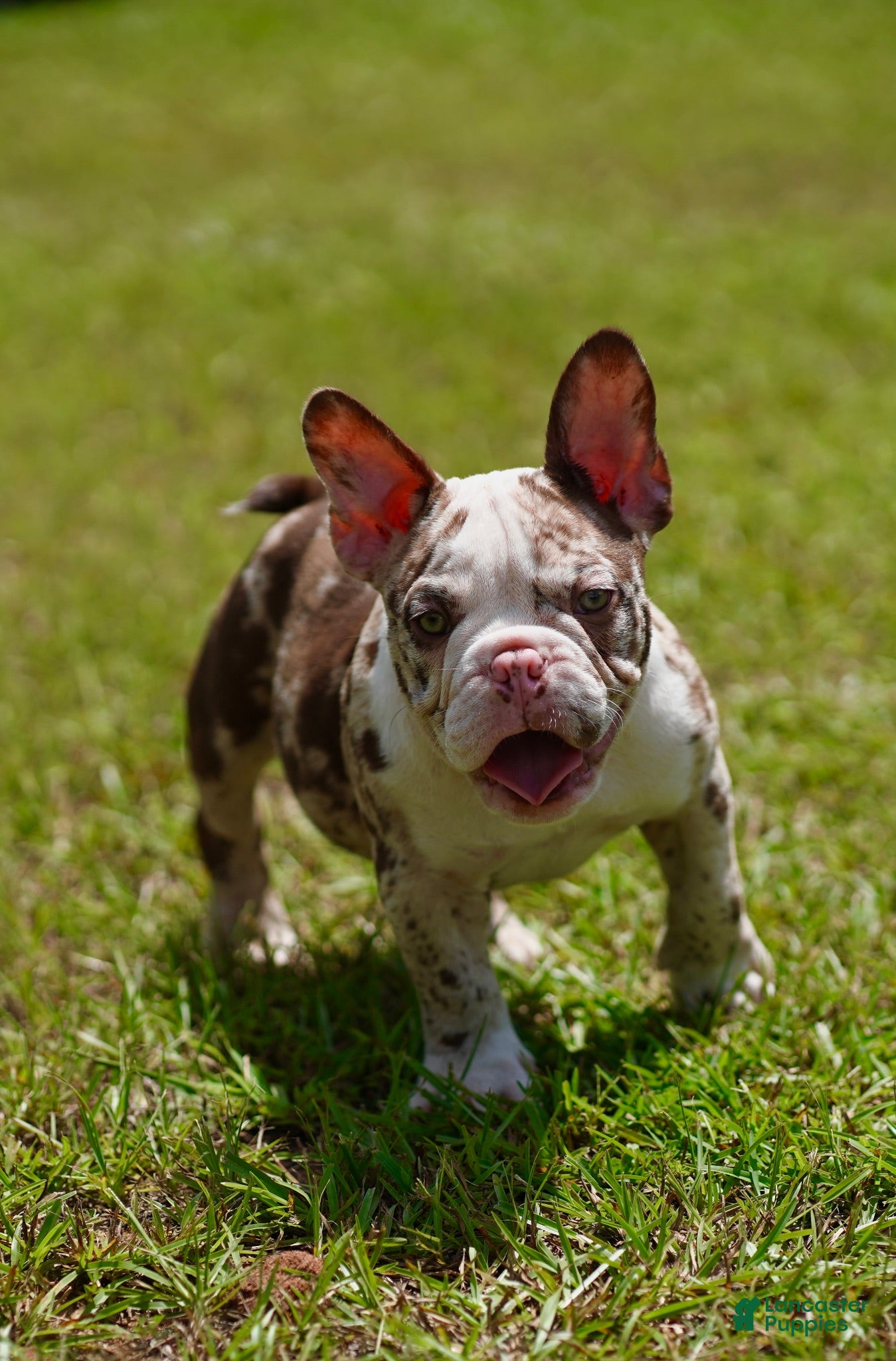 American Bully dogs American Bully 1 - Ad 21