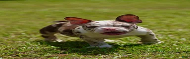 American Bully 1
