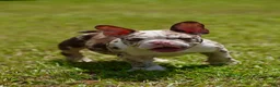 American Bully dogs for sale: American Bully 1 - Ad 1