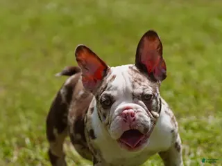 American Bully dogs American Bully 1 - Ad 21