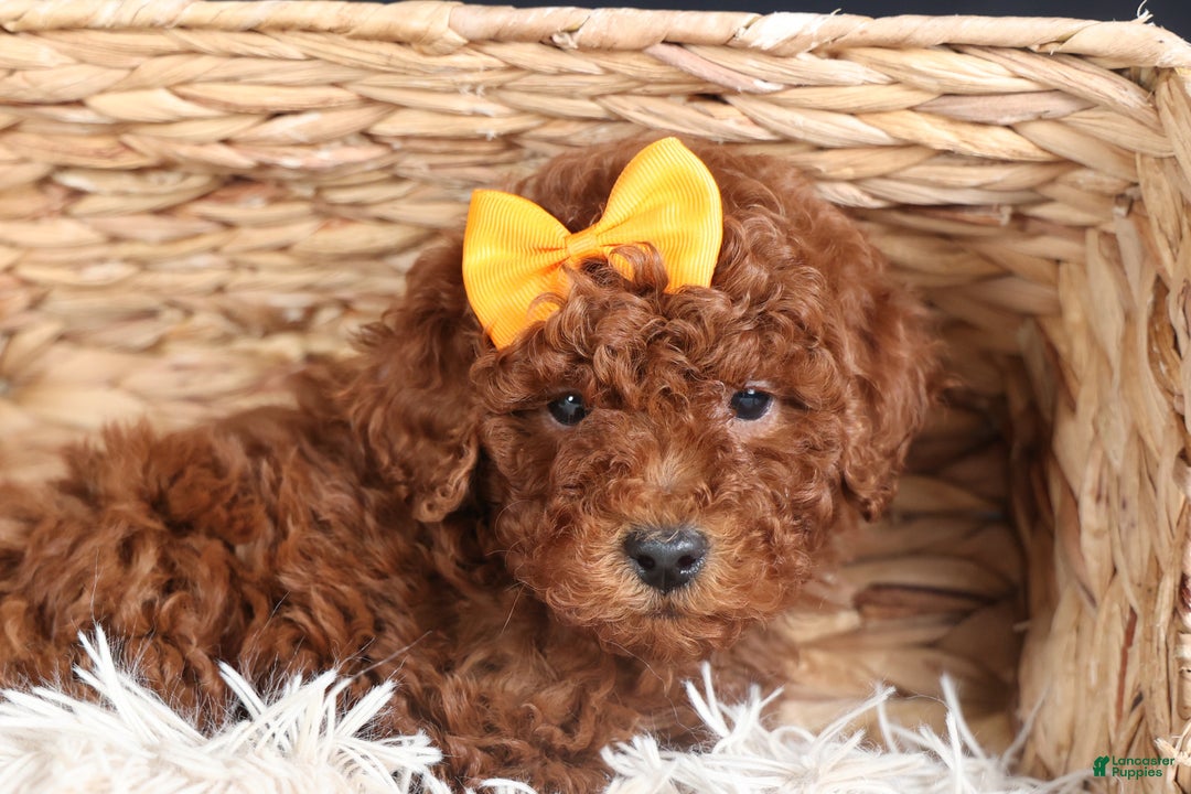 Miniature Poodle dogs for sale: BUDDY - Ad 18