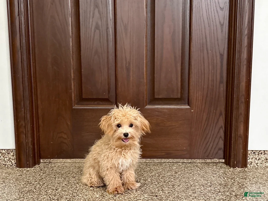 Maltipoo dogs for sale: Tiny - Ad 8