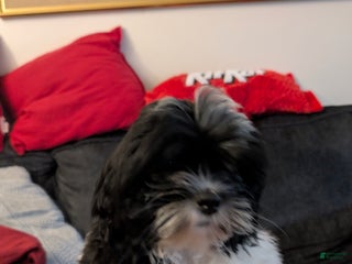 Shih Tzu dogs Shih Tzu Puppy 1 - Ad 29