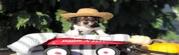 Dachshund dogs for sale: Holly - Ad 9