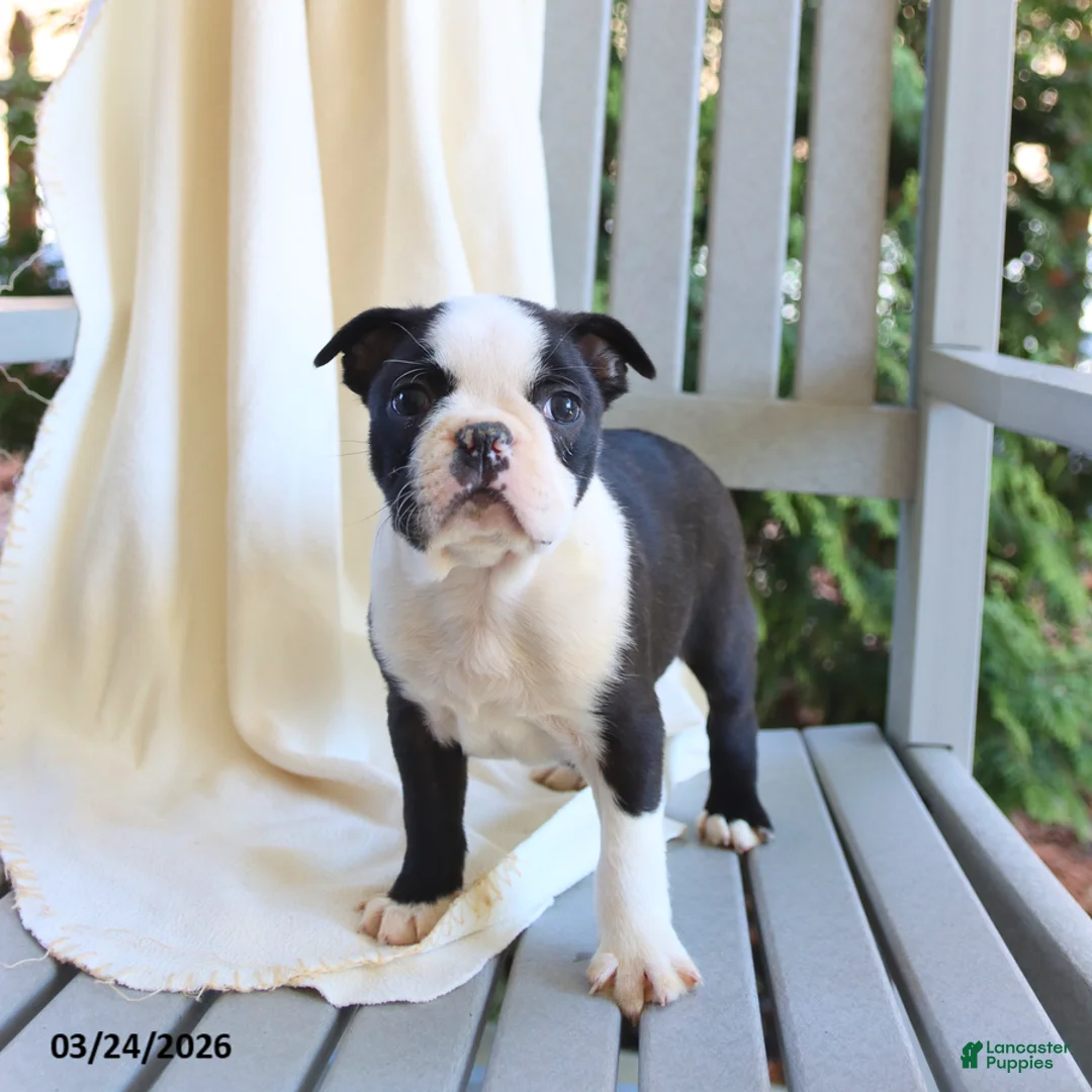 Boston Terrier dogs for sale: Cody - Ad 1