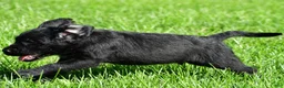 Labradoodle dogs for sale: Leo - Ad 8