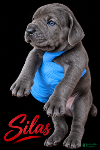 Cane Corso dogs Silas - Ad 2