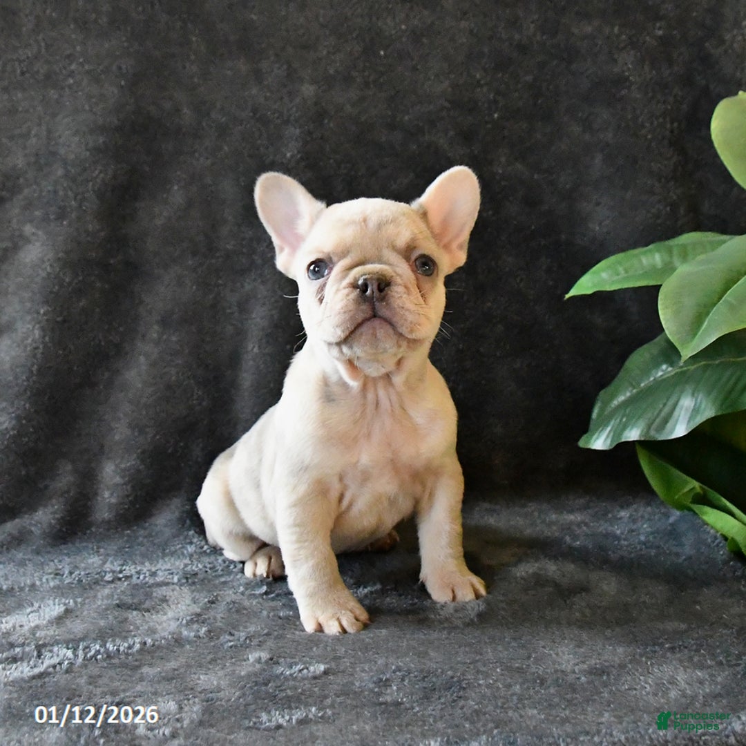 French Bulldog dogs for sale: Penny - Ad 3