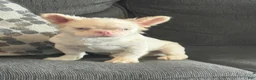 French Bulldog dogs for sale: Pink Pookie - Ad 4