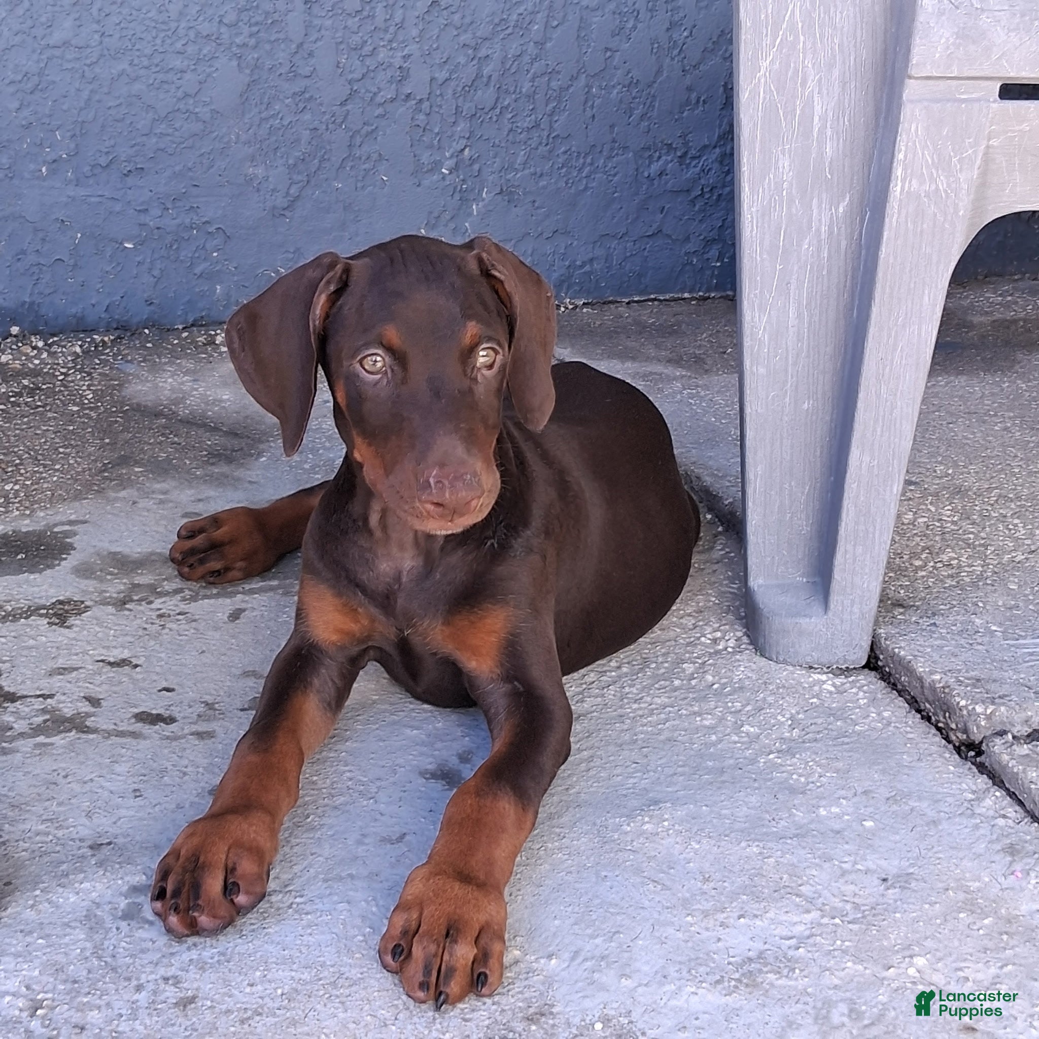 Doberman Pinscher dogs Doberman Pinscher Puppy 1 - Ad 2