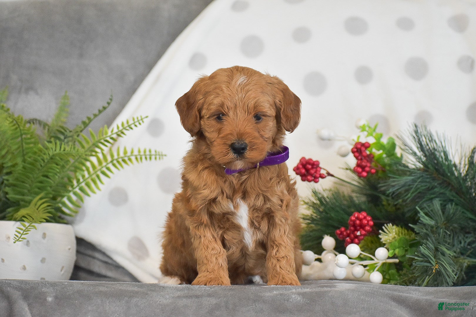 Mini Goldendoodle dogs Rachel - Ad 29