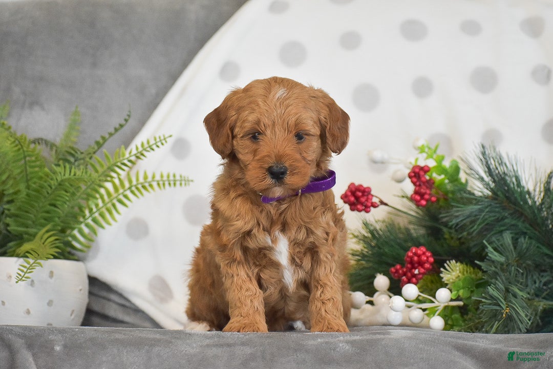 Mini Goldendoodle dogs for sale: Rachel - Ad 1