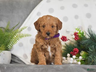 Mini Goldendoodle dogs Rachel - Ad 34