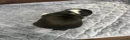 Pug dogs for sale: Ty - Ad 10