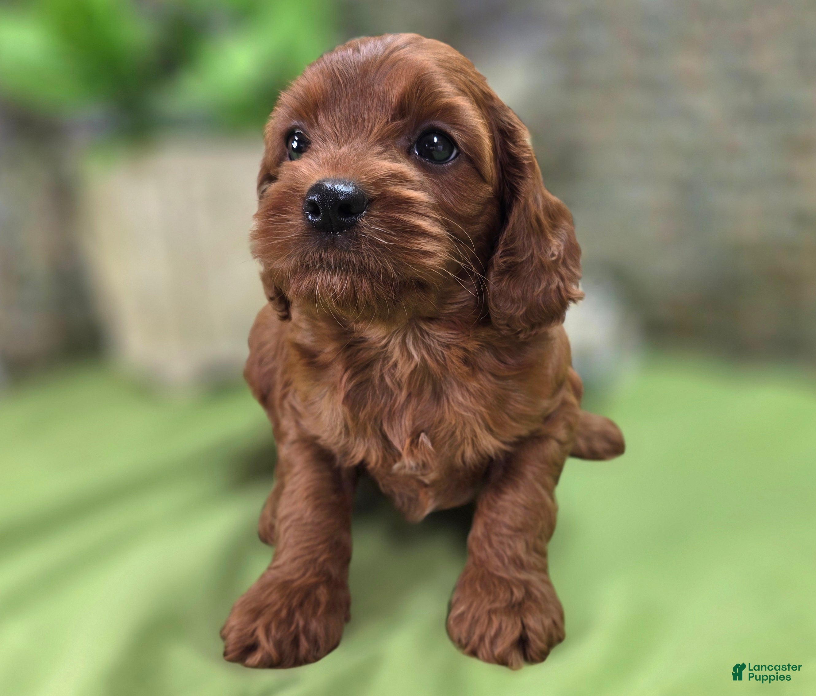 Cockapoo dogs Prada - Ad 14