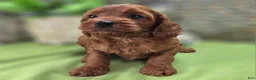 Cockapoo dogs for sale: Prada - Ad 6