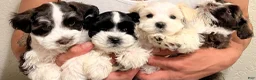 Miniature Schnauzer dogs for sale: Miniature Schnauzer Puppy 2 - Ad 3