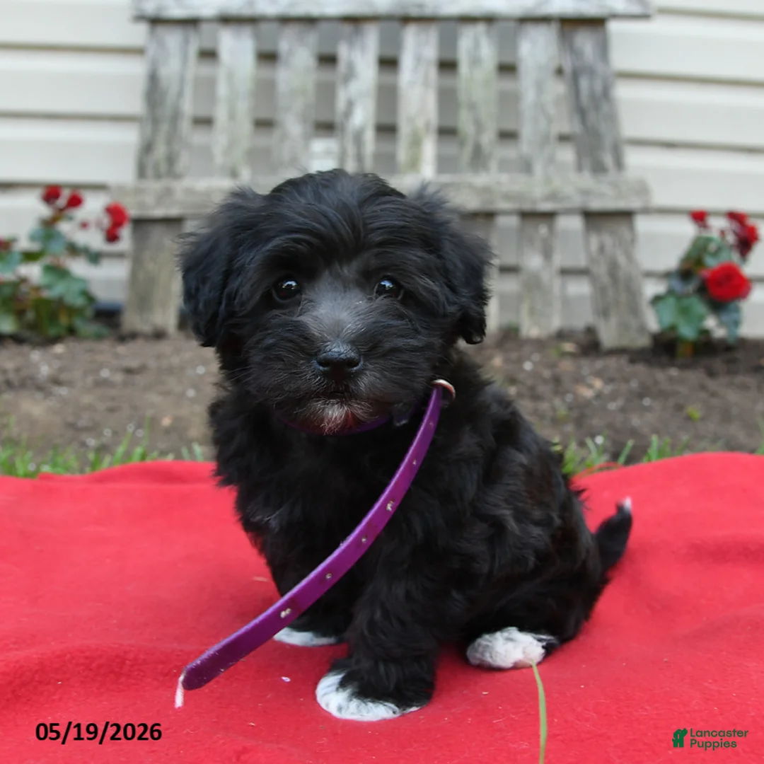 Schnoodle dogs for sale: Birdie - Ad 1