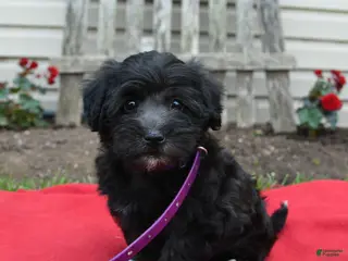 Schnoodle dogs for sale: Birdie - Ad 4
