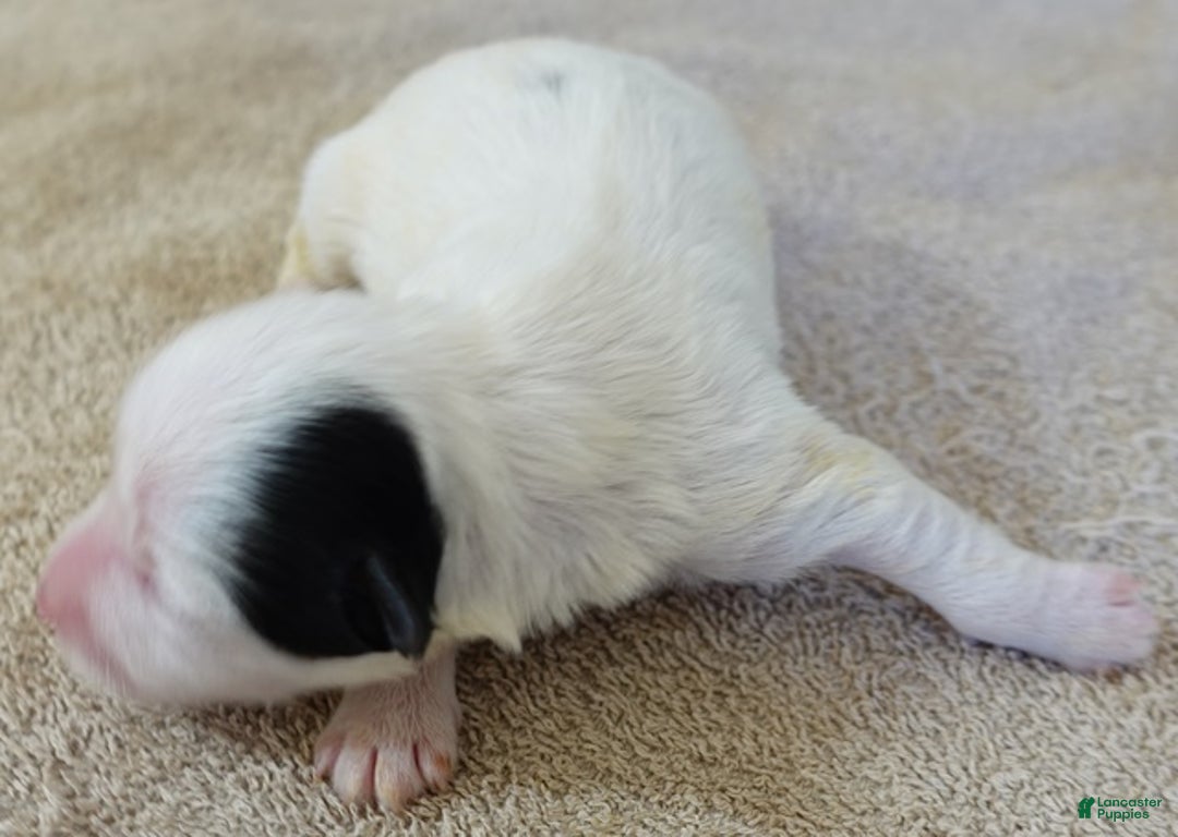 Yorkshire Terrier dogs for sale: Lyra super unique - Ad 5