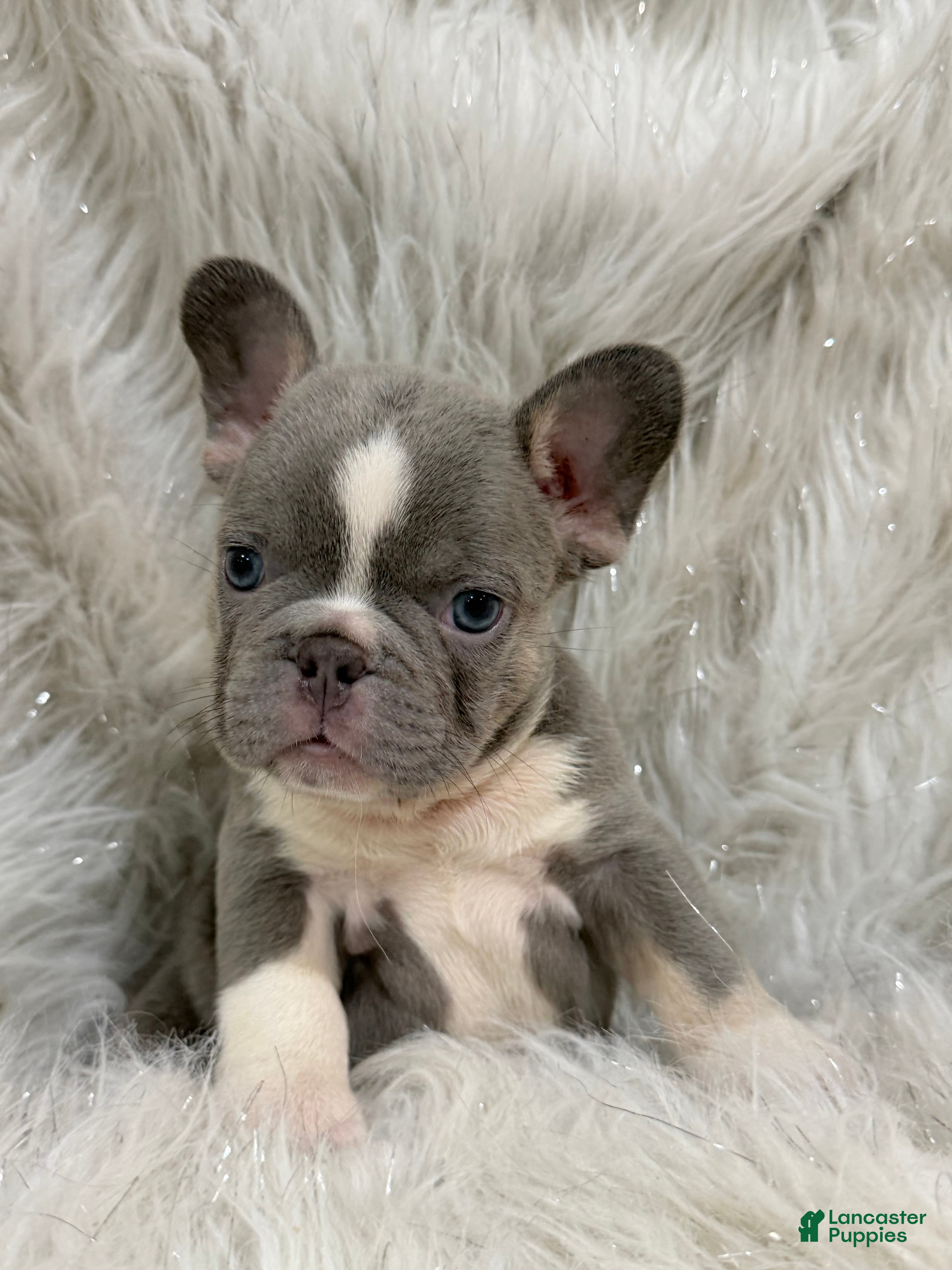 French Bulldog dogs French Bulldog Puppy 3 - Ad 3