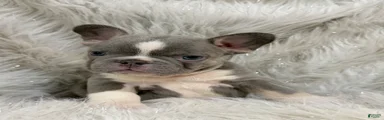 French Bulldog Puppy 3