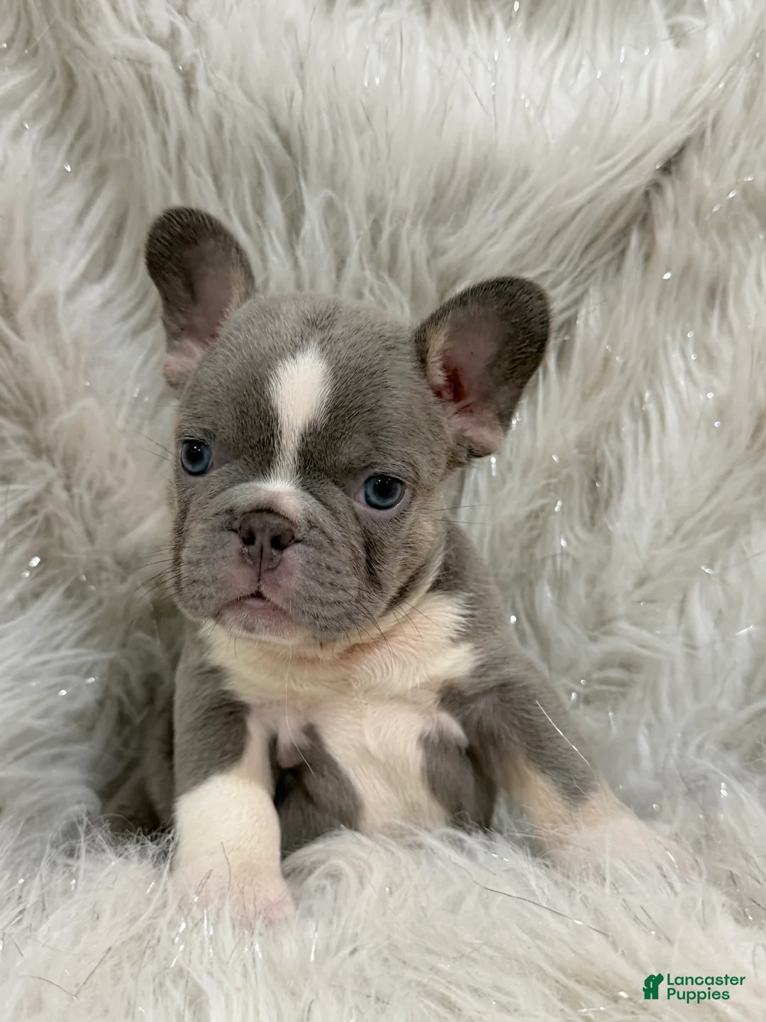 French Bulldog dogs for sale: French Bulldog Puppy 3 - Ad 1