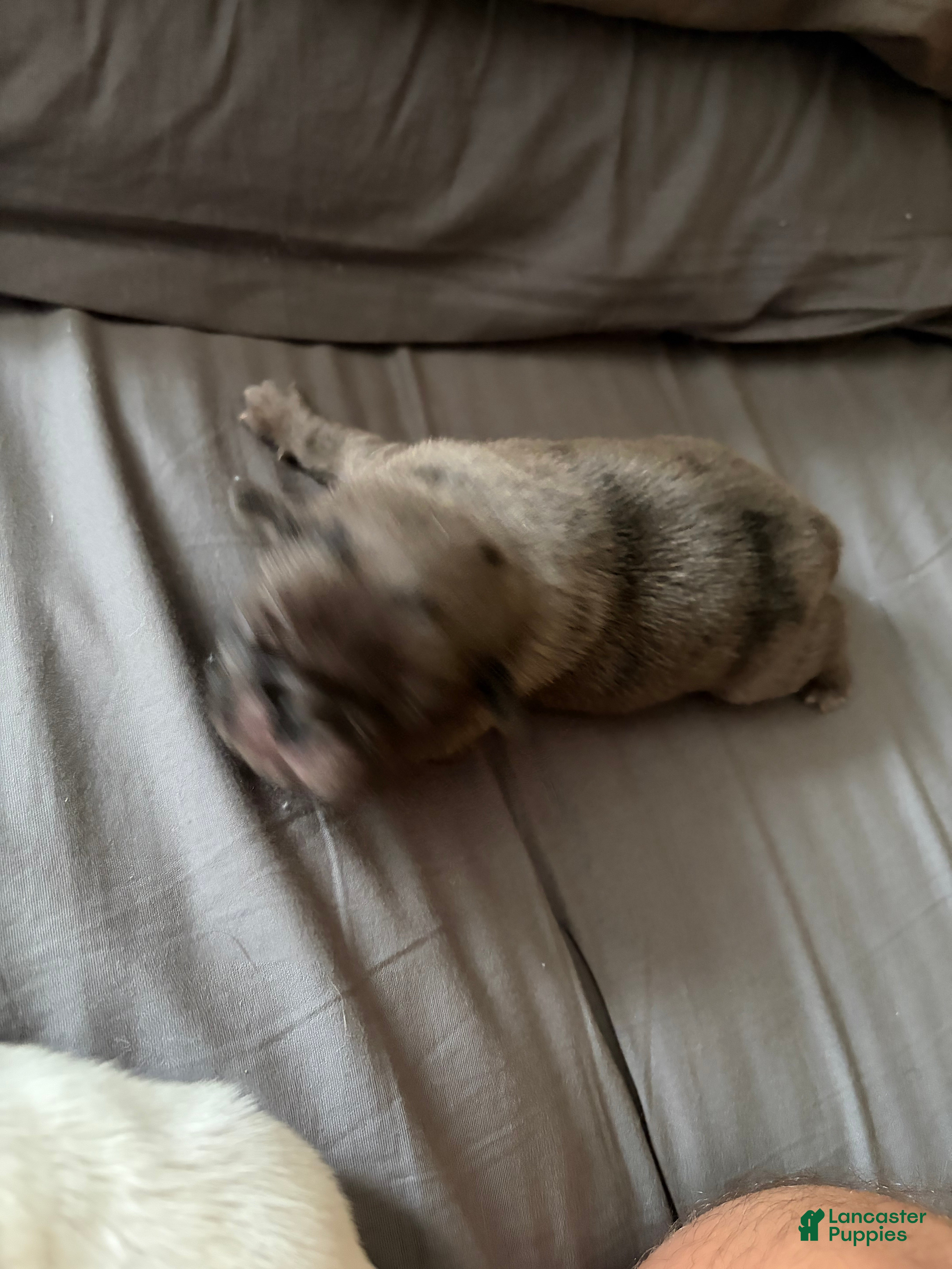 Pug dogs Cappuccino - Ad 2