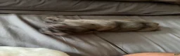 Pug dogs for sale: Cappuccino - Ad 2