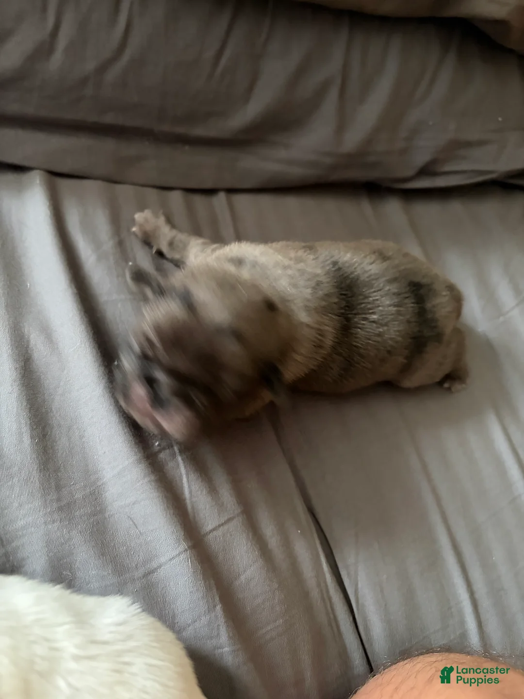 Pug dogs for sale: Cappuccino - Ad 2