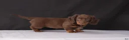 Dachshund dogs for sale: Kacie - Ad 6