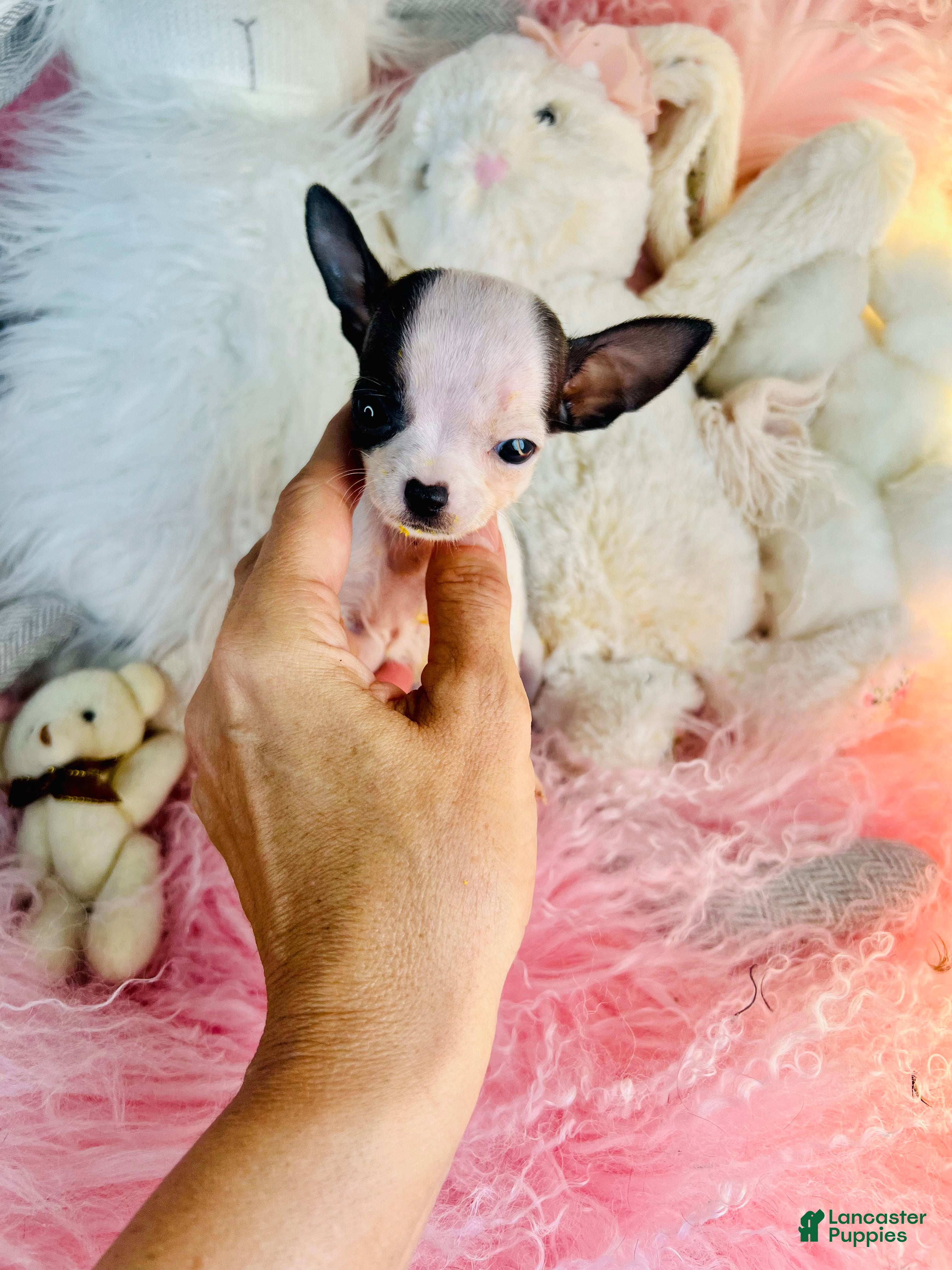Chihuahua dogs Teacup/Pocketbook Chihuahua 1 - Ad 1