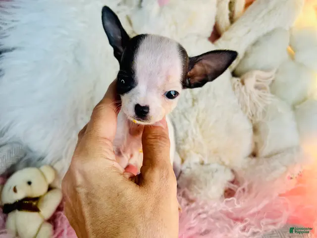 Chihuahua dogs for sale: Teacup/Pocketbook Chihuahua 1 - Ad 1