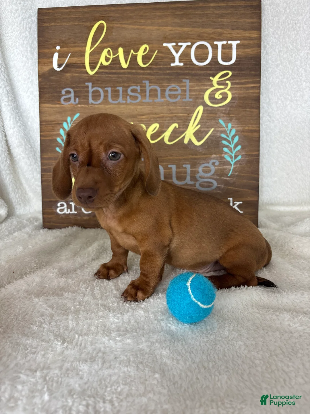 Dachshund dogs for sale: Dexter - Ad 1