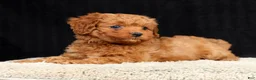 Cavapoo dogs for sale: Sadie - Ad 10