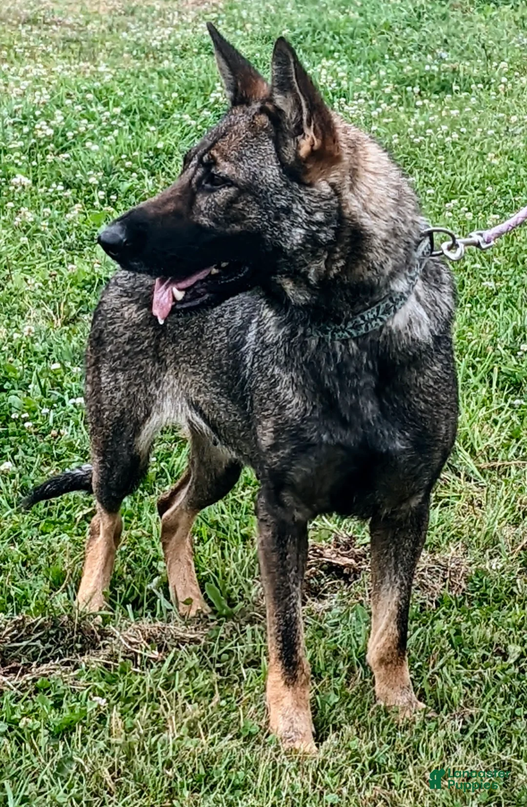 German Shepherd dogs for sale: Batman  - Ad 4