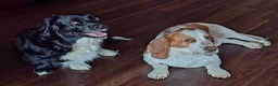 Basset Hound dogs for sale: Torin - Ad 3