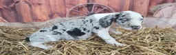 Catahoula Leopard Dog dogs for sale: Angel 2025 Female 1 - Ad 24
