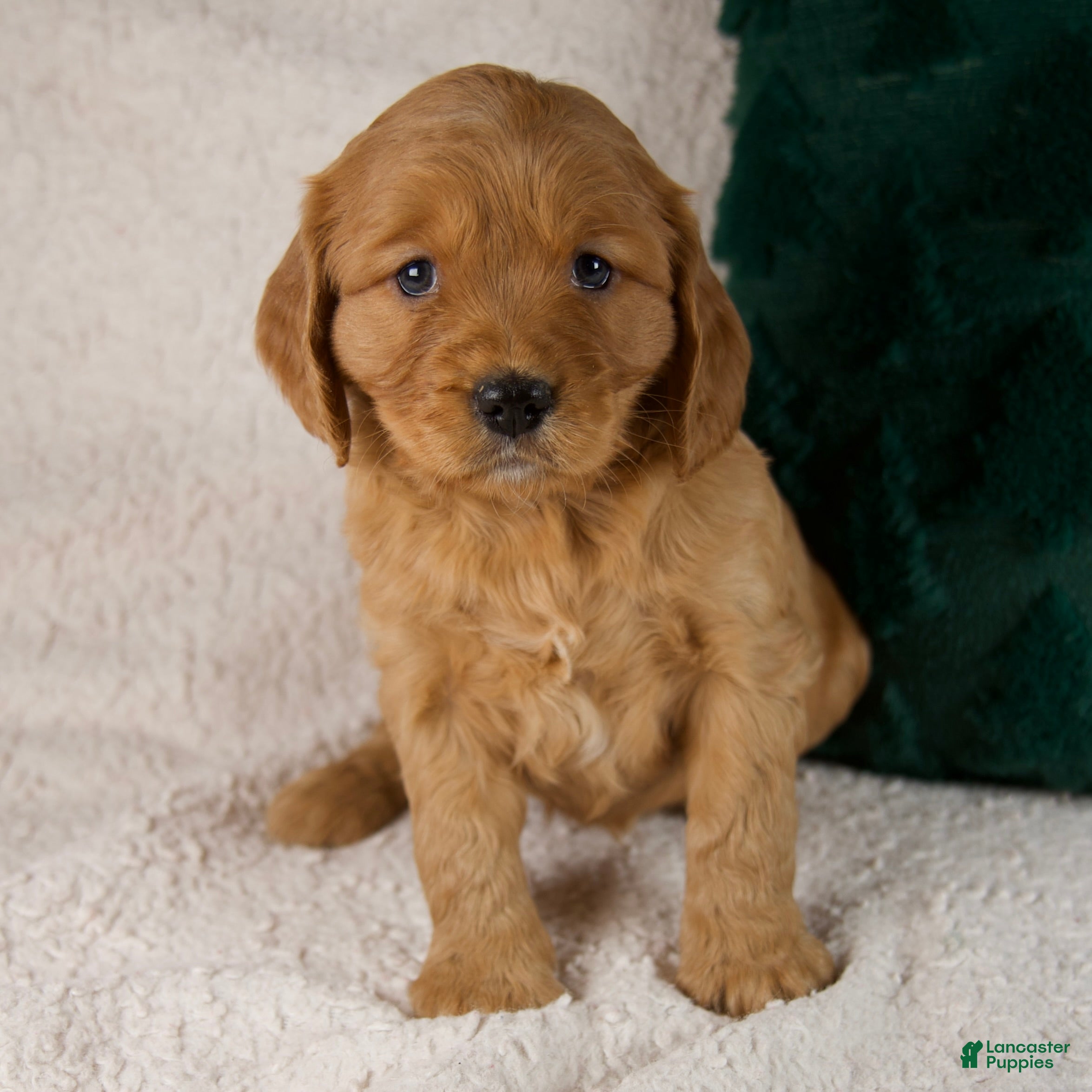 Mixed Breed dogs Max - Ad 33