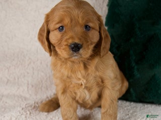 Mixed Breed dogs Max - Ad 22