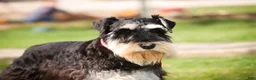 Miniature Schnauzer dogs for sale: Antonio - Ad 7