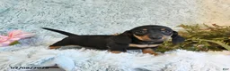 Miniature Dachshund dogs for sale: Bear - Ad 4