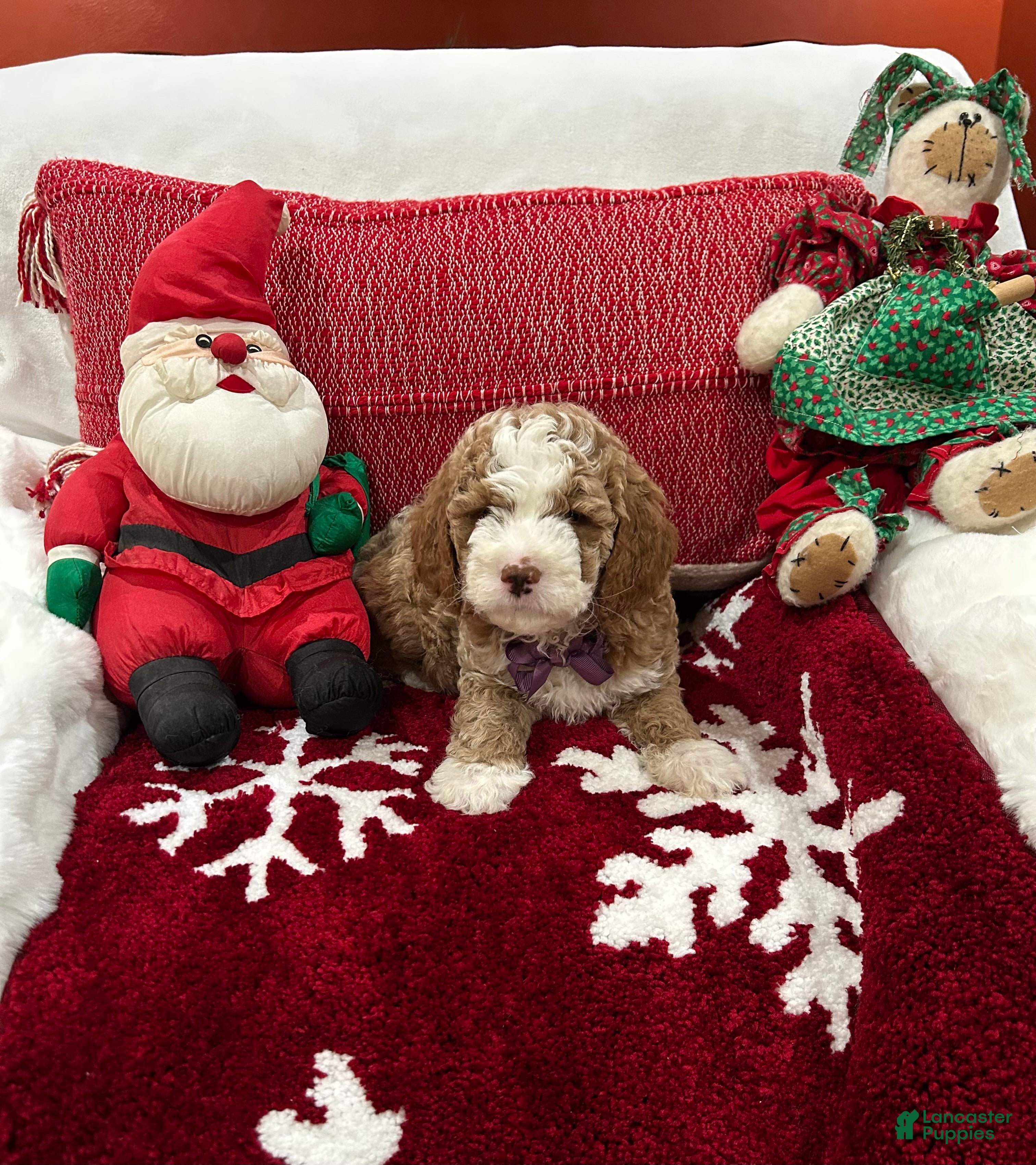 Mini Goldendoodle dogs Petite Tuxedo Mini Goldendoodle Charlie - Ad 1